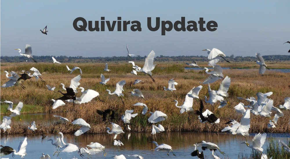 Headline: Quivira Update