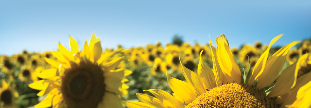 Sunflowers